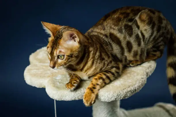 bengalcat kitten brown spotted bengal