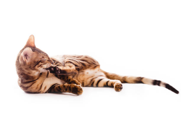 istock bengalcat kitten brown spotted bengal 657791620