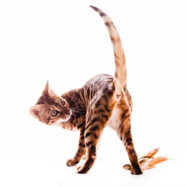 istock bengalcat kitten brown spotted bengal 657791672