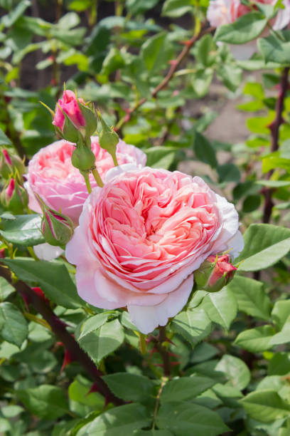 Rose Chippendale Blooming in the garden rose Chippendale english rose stock pictures, royalty-free photos & images