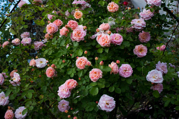 istock Rose Francois Juranville 657794812