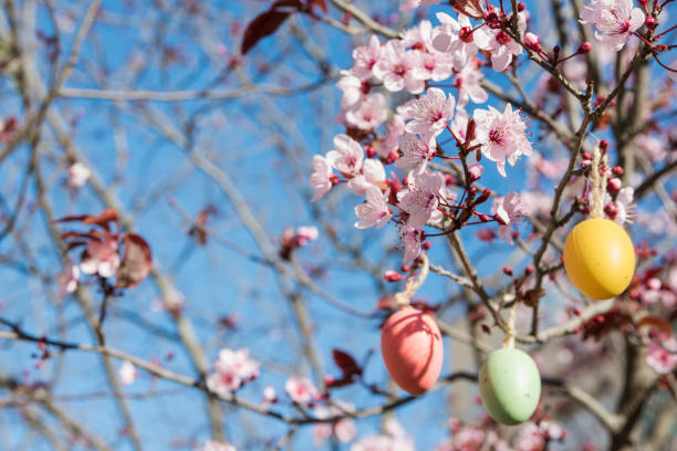 istock Decorative Easter eggs hanging on sakura branch with tender blossom, bright blue sky, sunlight 657795604