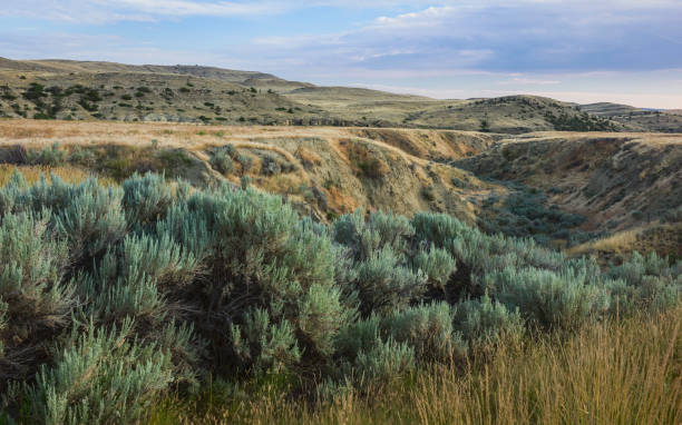 paisagem acidentada da pradaria perto de billings, montana, eua. - billings - fotografias e filmes do acervo