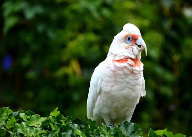 Photo of Long-billed Corella