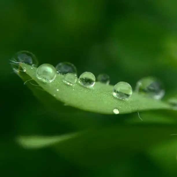 This is a picture of rain drops on green grass with green backgraund found in my garden