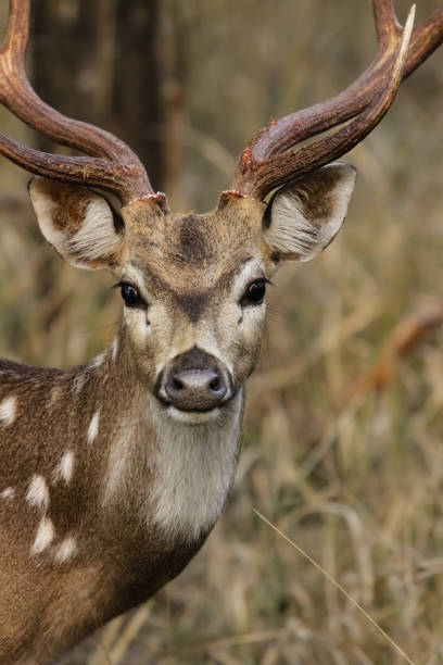 istock Close up of a male Spotted deer, facing 657808538