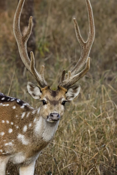 istock Close up of a male Spotted deer, facing 657808540