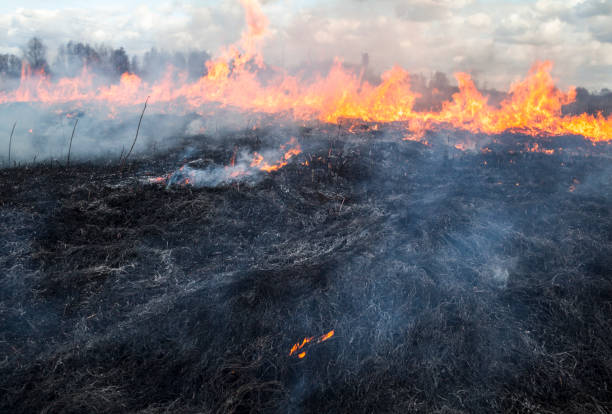 istock The big fire in the field 657808690