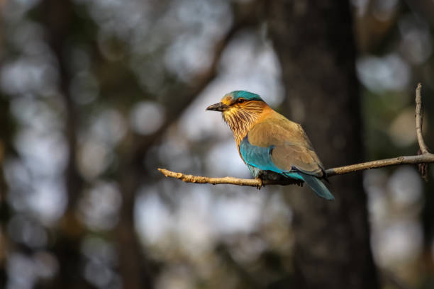 Colorful Indian roller perching on a branch, Pench National Park, India Pench National Park, India coracias benghalensis stock pictures, royalty-free photos & images
