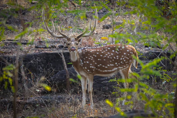 istock Funny male Spotted deer sticking out its tongue 657808806