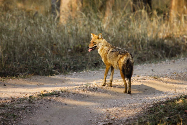 istock Golden Jackal in the grassland 657808990