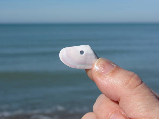 istock Holding a seashell in the hand with blue sea background 657809144
