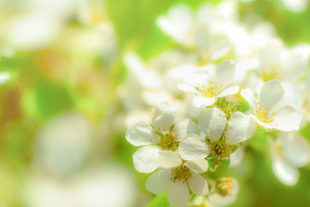 Spring blooming trees with blooming white flower petals, sunny spring day. Astronomical spring begins at the spring equinox and lasts until the summer solstice.