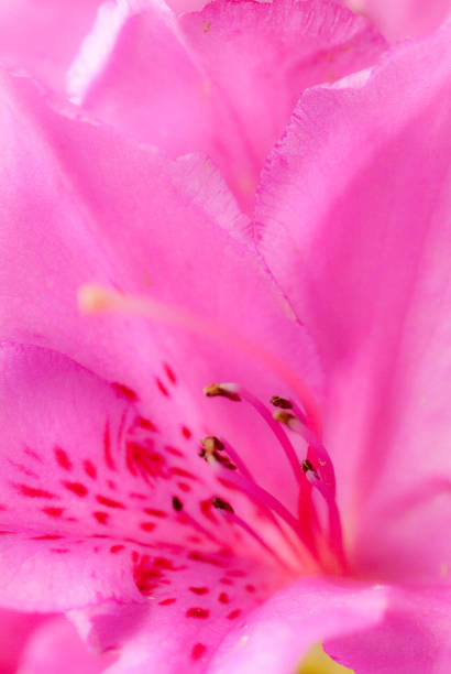 istock Close-up of pink azalea flower. 657809714