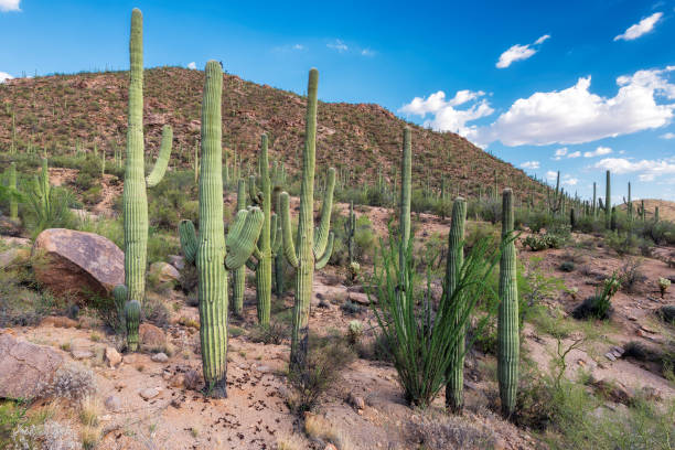 istock Saguaro cacti in the sonoran desert 657809836