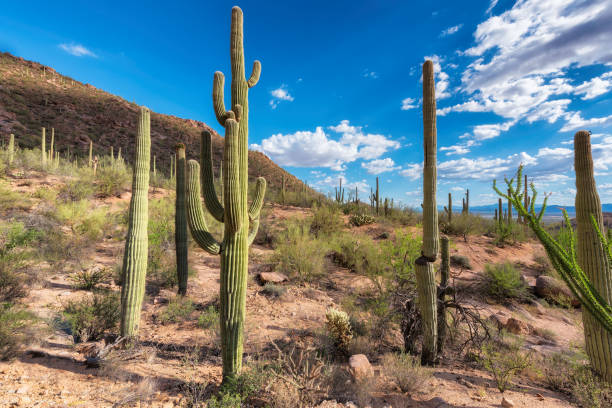 istock Saguaro cactus in Sonoran Desert near Phoenix, Arizona. 657809846