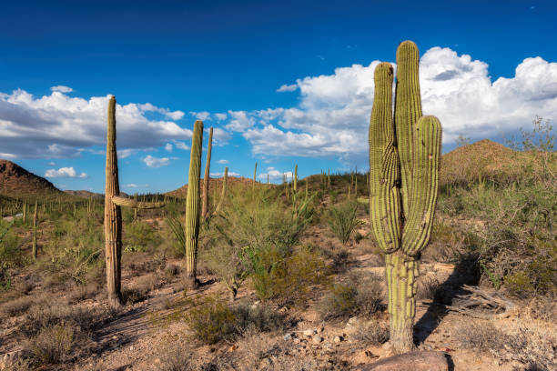 istock Saguaro National Park, Tucson, Arizona 657809878
