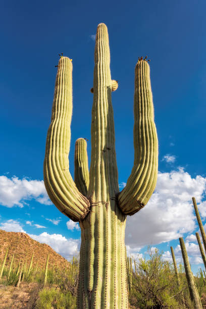 istock Giant Saguaro cacti in the sonoran desert 657809894