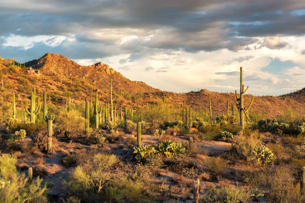 istock Saguaro national park, Tucson, Arizona. 657811920