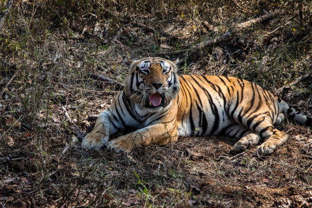 istock Impressive Bengal tiger resting in the forest 657812124