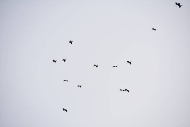 istock Migrate Birds over the Dead Sea 657812184