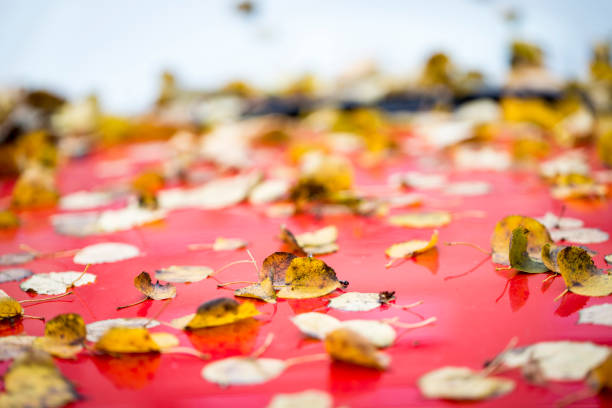 istock autumn leaves on a red hood 657812270
