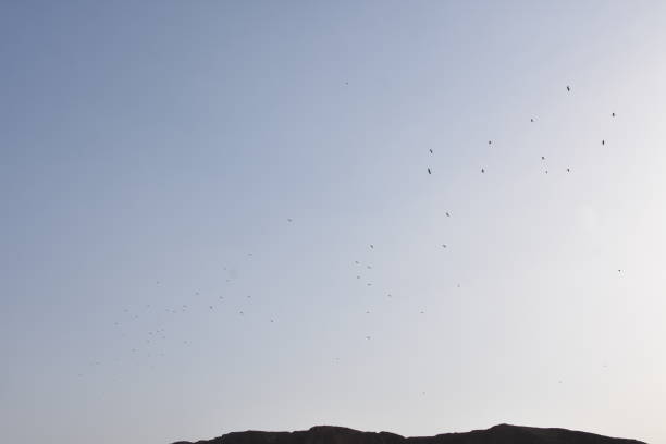istock Migrate Birds over the Dead Sea 657812308