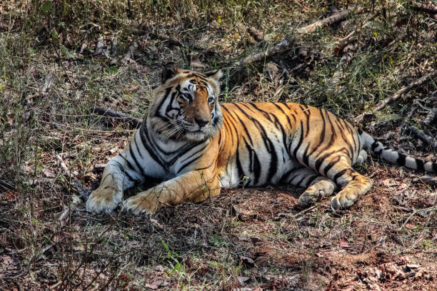 istock Impressive Bengal tiger resting in the forest 657812484