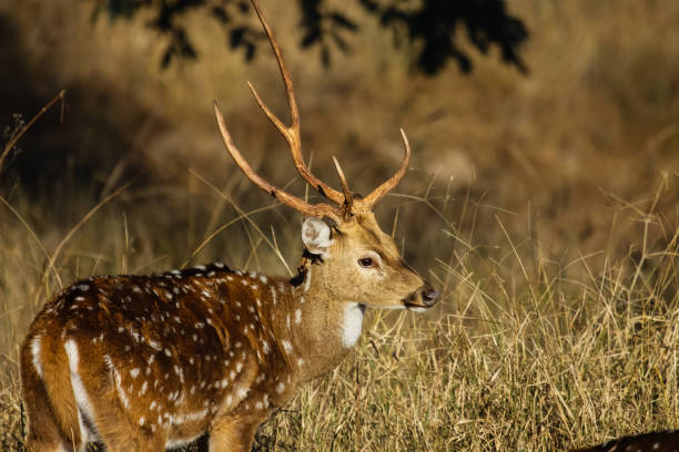istock Close up of a male Spotted deer, facing 657815288
