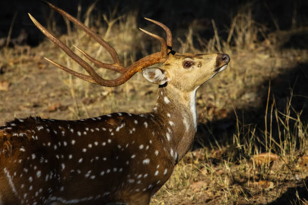 istock Close up of a male Spotted deer, facing 657815424