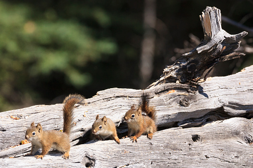 Little squirrels on wood