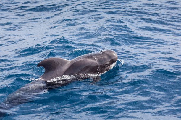 Short-finned pilot whale The waters between la Gomera and Tenerice is host to the only known resident group of pilot whales in the world globicephala macrorhynchus stock pictures, royalty-free photos & images