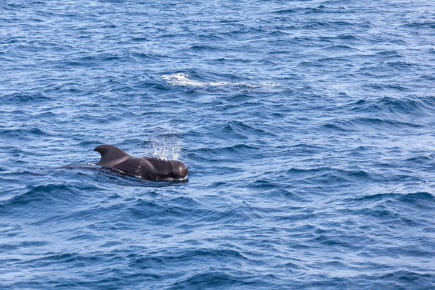 Short-finned pilot whale The waters between la Gomera and Tenerice is host to the only known resident group of pilot whales in the world globicephala macrorhynchus stock pictures, royalty-free photos & images