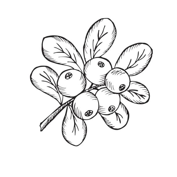 owberry ( owberry ) - cranberry stock illustrations