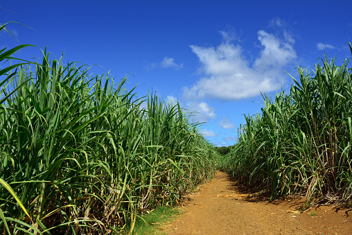 Dirt road among sugarcane plantation. Mauritius