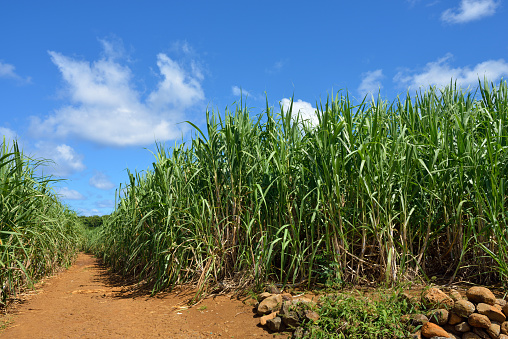 Dirt road among sugarcane plantation. Mauritius
