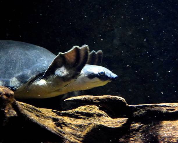 istock fly river turtle swimming in  tropical fish tank 657819944