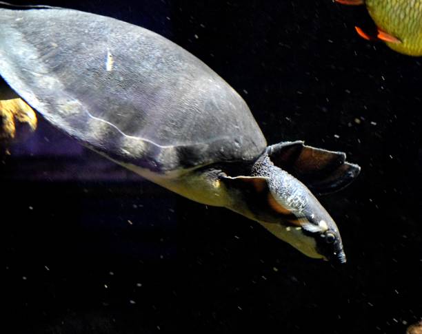istock fly river turtle swimming in  tropical fish tank 657819946