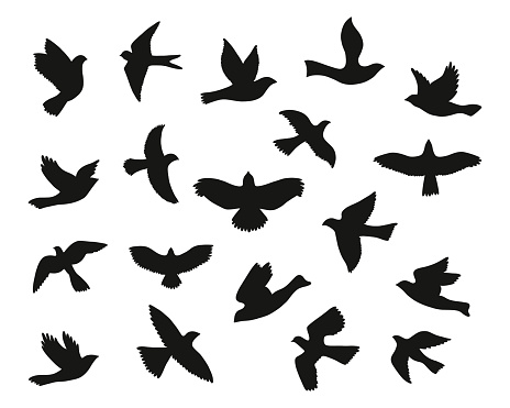 Set of bird flying silhouettes. Vector illustration.