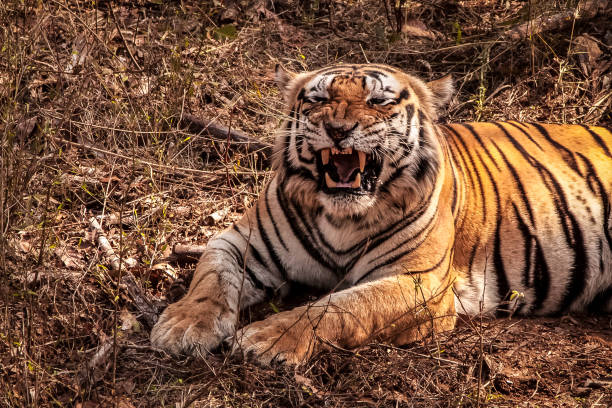 istock Close up of an impressive Bengal tiger showing its teeth 657823212