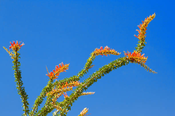Anza-Borrego State Park: Blooming Ocotillo, Blue Sky (Close-Up)