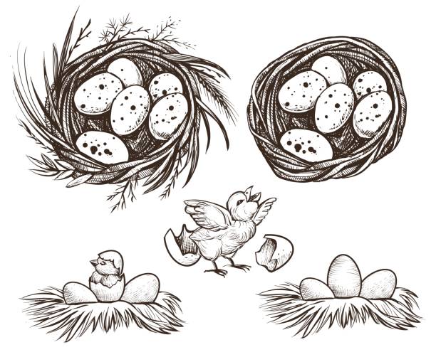ilustrações, clipart, desenhos animados e ícones de ninho de conjunto e incubação de galinha. desenho vetorial. - young bird chicken bird cut out