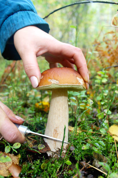 istock hand with knife cutting off beautiful cep in the forest 657827554