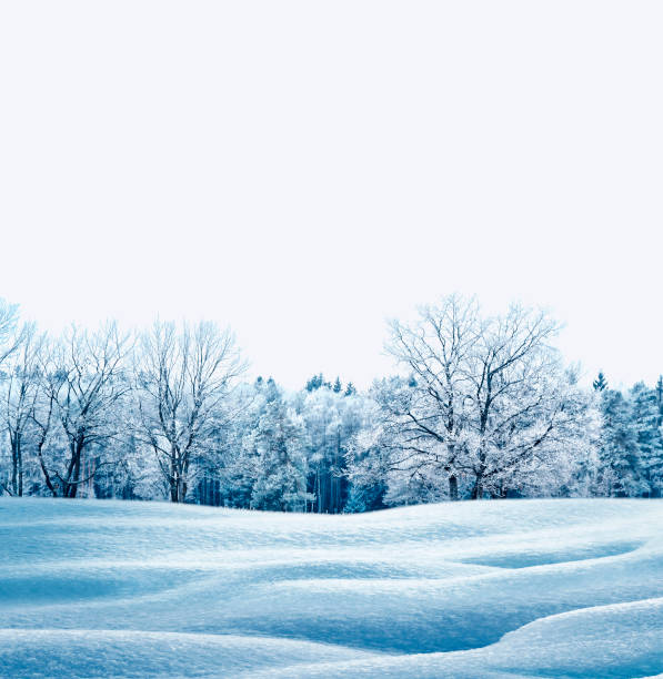 istock forest in the frost. Winter landscape. 657829838