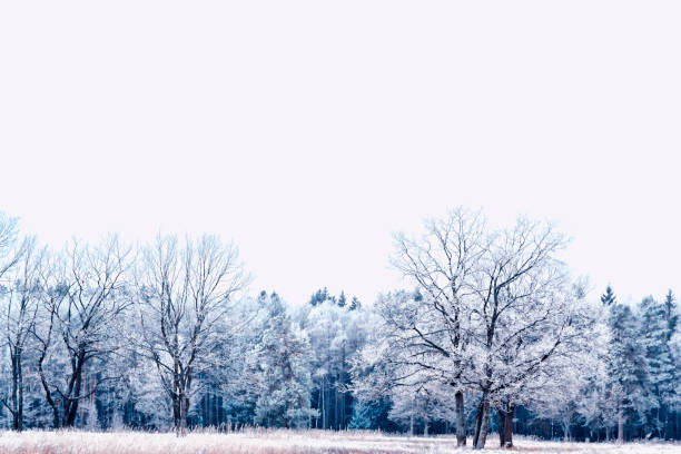 istock forest in the frost. Winter landscape. 657829890