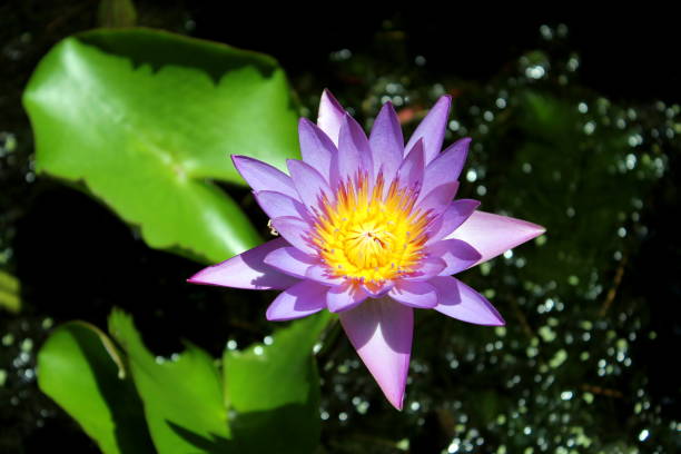 A Water lilly stock photo