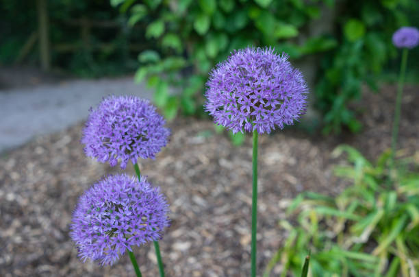 istock Lilac flower heads on stems 657830280
