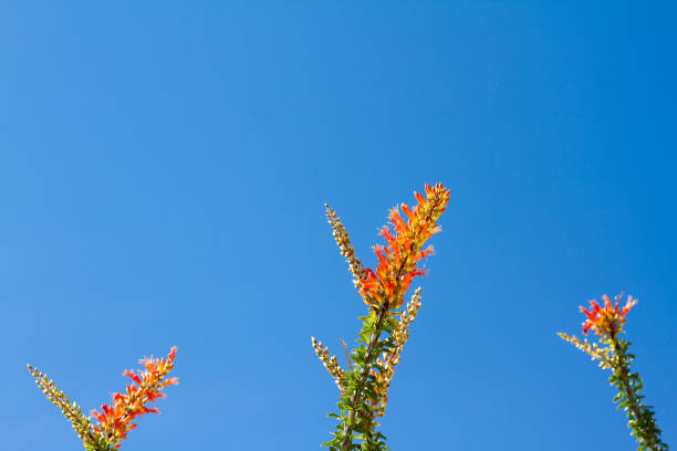 Anza-Borrego State Park: Blooming Ocotillo, Blue Sky (Close-Up)