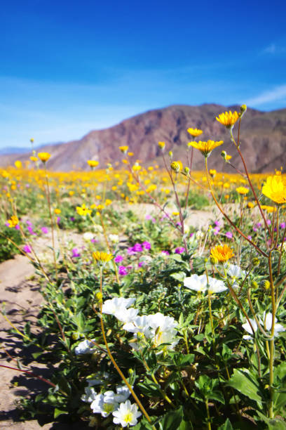 Anza-Borrego State Park: Wildflower Desert Bloom Anza-Borrego State Park: Wildflower Desert Bloom alpine hulsea photos stock pictures, royalty-free photos & images