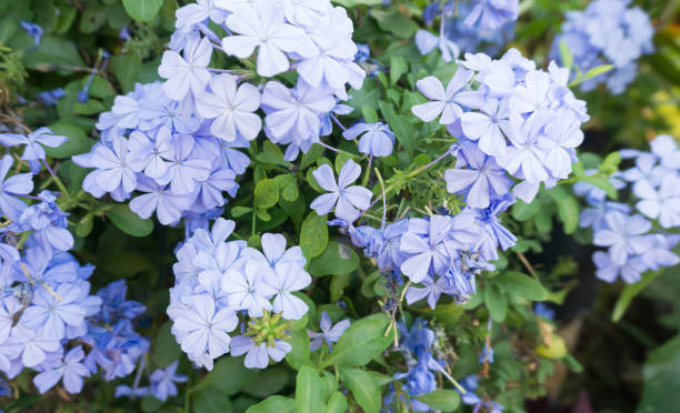istock Light blue flower heads on a bush 657833160